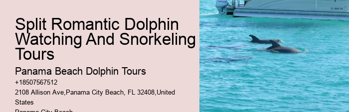 VIP Dolphin Encounter with Snorkeling
