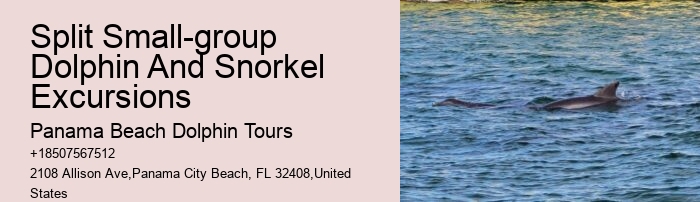 How Much Does It Cost To Swim With The Dolphins At Panama City Beach