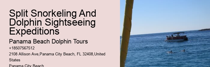 Dolphin Snorkeling Tours