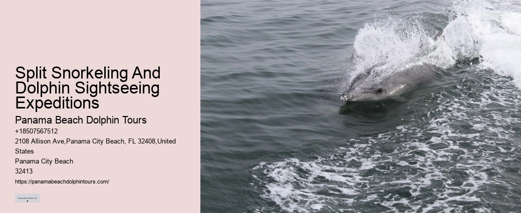 Panama City Beach dolphin watching trips