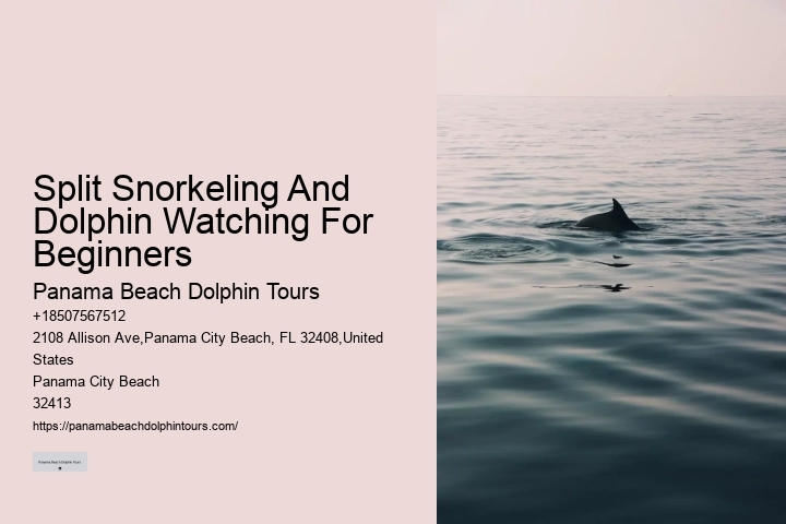 Best Panama City Beach Dolphin Tours