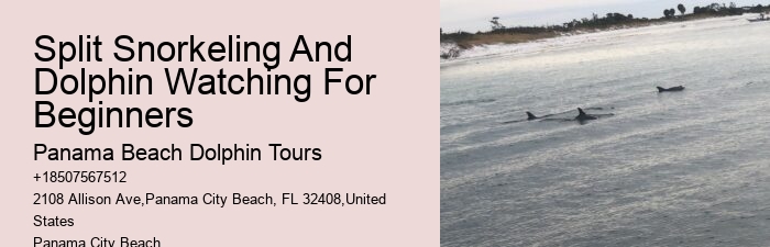Premium Dolphin Adventure and Snorkeling Experience