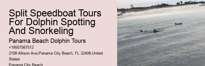 How Much Does It Cost To Swim With The Dolphins At Dolphin Cove