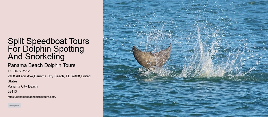 2 Hours Private Dolphin And Snorkeling Tours