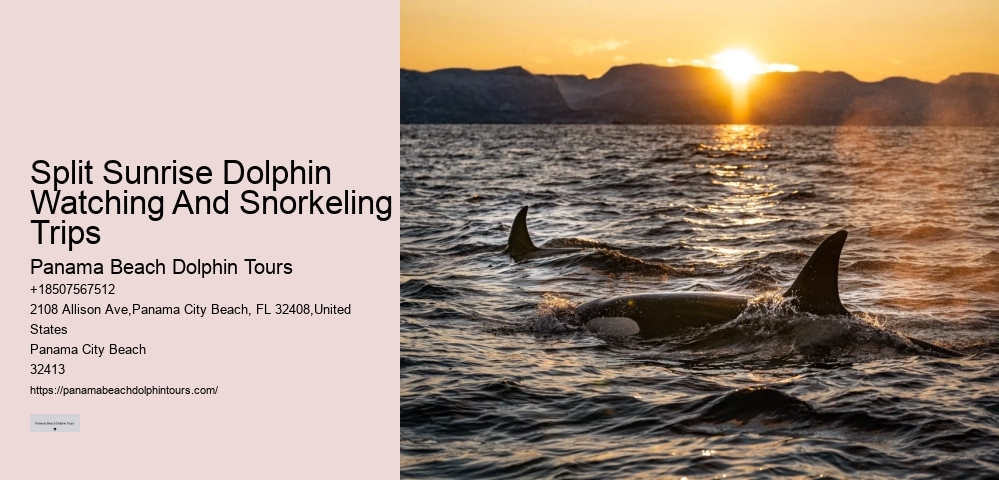 Intimate Dolphin Encounter and Snorkeling Tours
