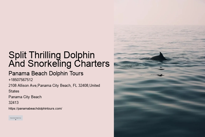 Dolphin Tours