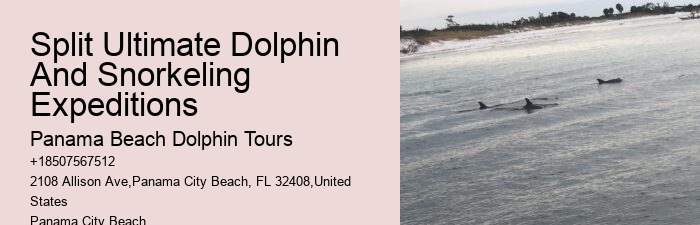 Panama City Beach dolphin spotting excursions