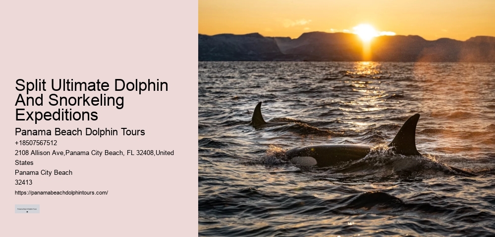 Split Thrilling Dolphin And Snorkeling Charters