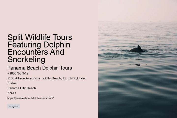 Tailored Dolphin Watching and Snorkeling Expeditions