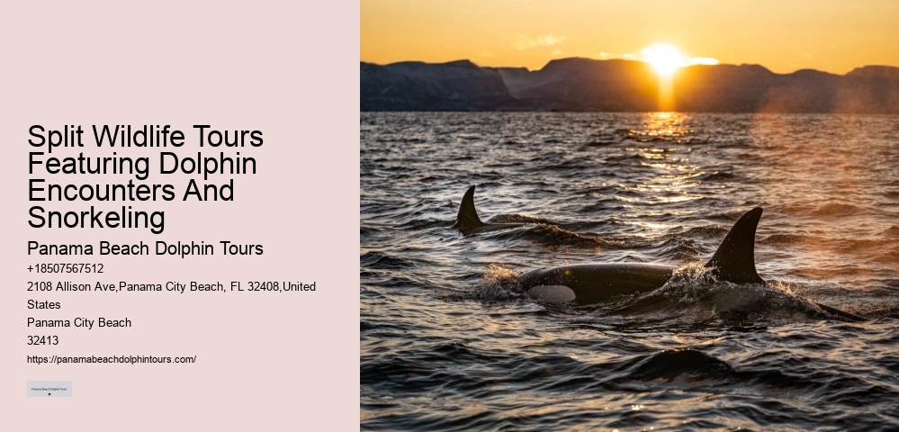 What To Know Before Swimming With Dolphins