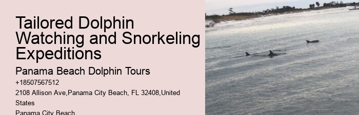 Guided Dolphin Spotting and Snorkeling