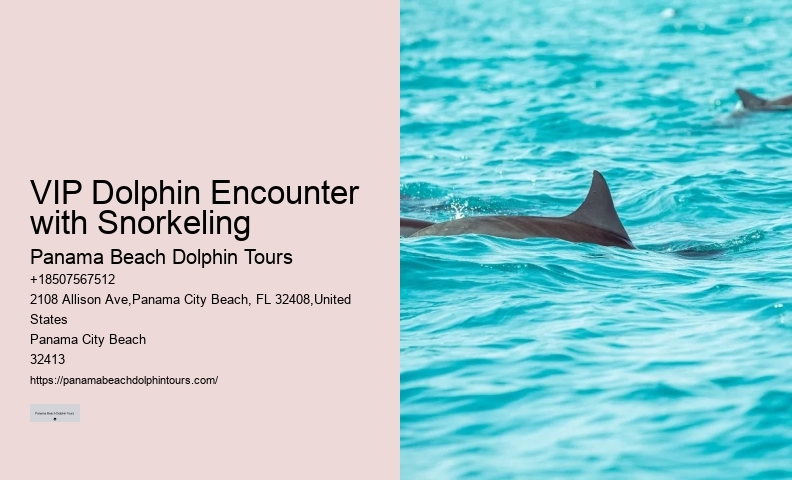 Split Vip Snorkeling And Dolphin Tours