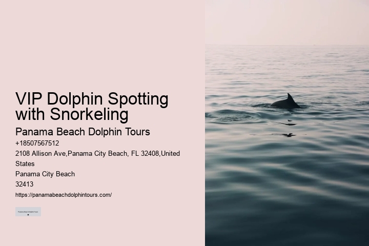 Elite Dolphin Spotting with Snorkeling
