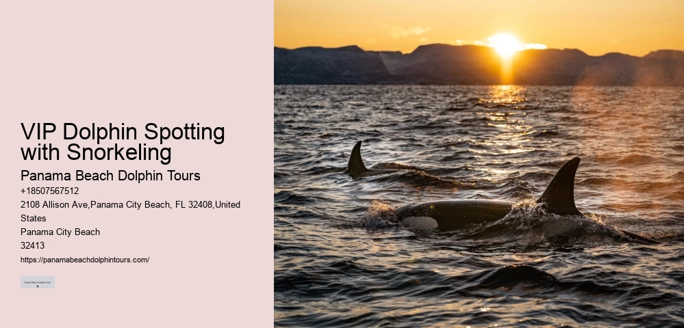 Elite Dolphin Watching with Snorkeling
