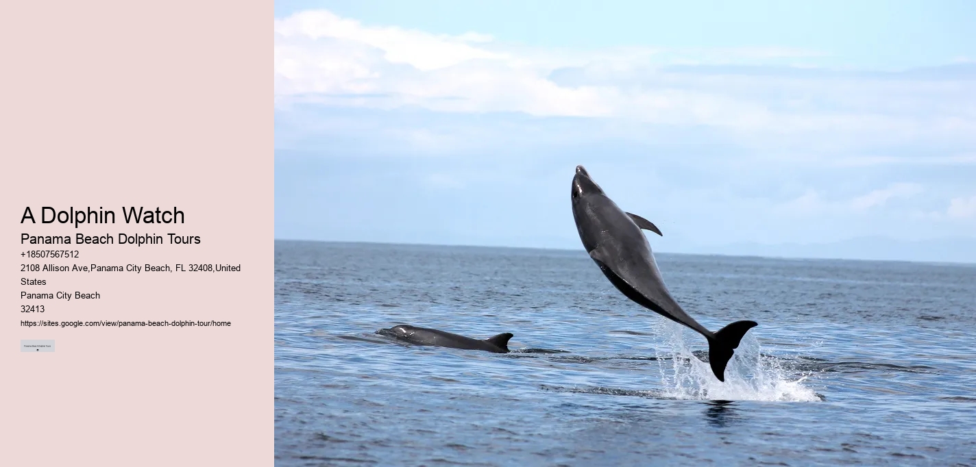 Split Boutique Dolphin And Snorkeling Experiences