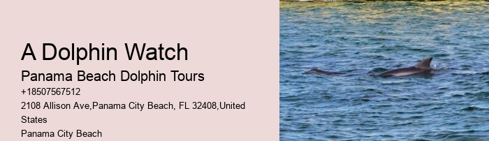 Split Private Snorkeling And Dolphin Watching Tours