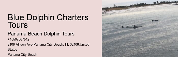 PCB Dolphin Exploration Experiences