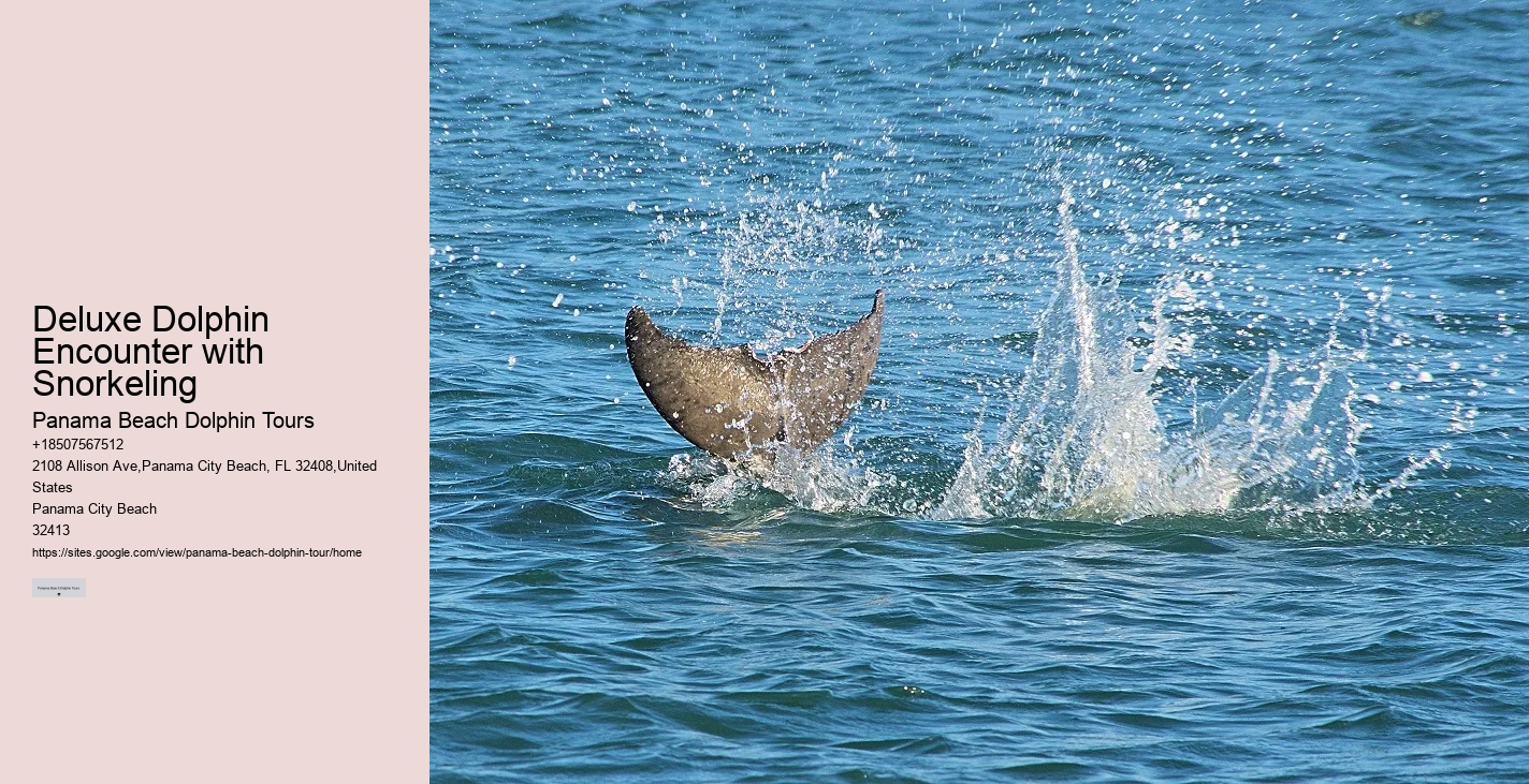 Dolphin Safaris PCB