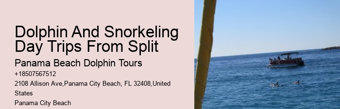 Panama City Beach Dolphin Swim Adventure