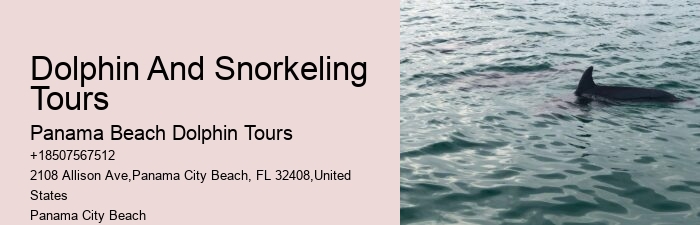 Secluded Dolphin Encounter and Snorkeling Experience