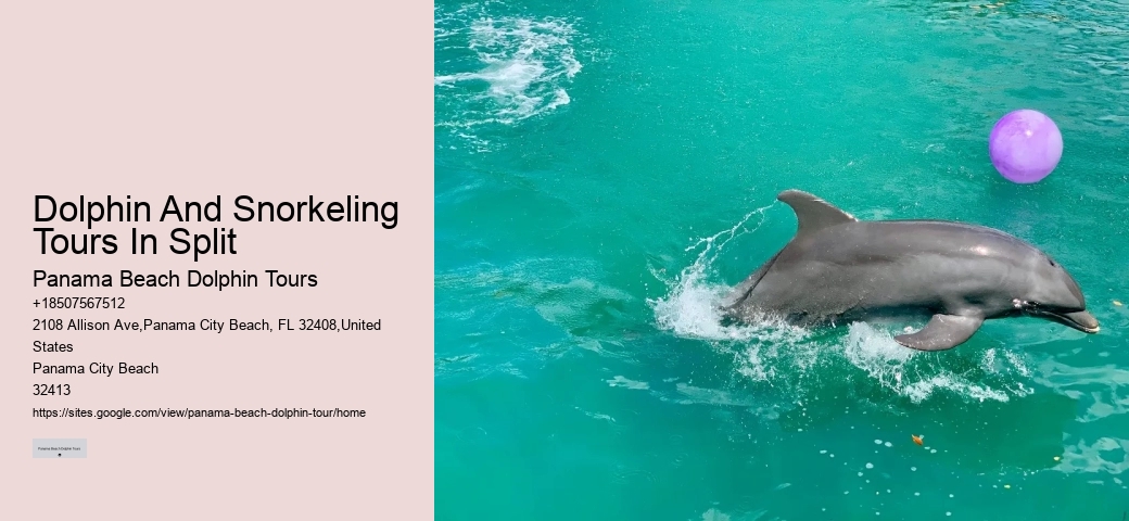 What Should You Not Do While Swimming With Dolphins