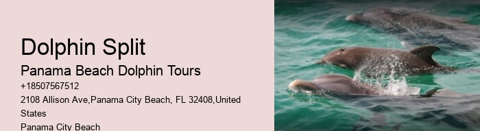 Dolphin 5 Sentences
