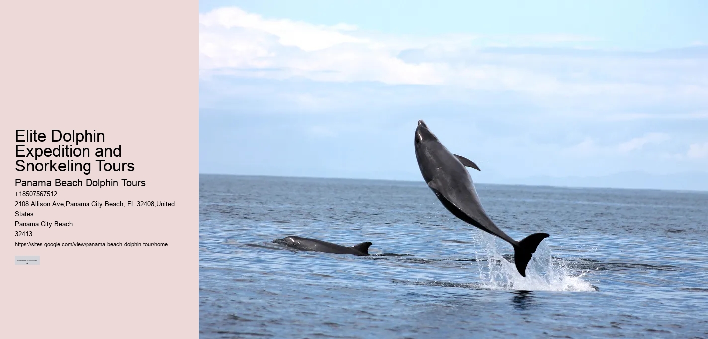 Why Is It Good To Swim With Dolphins When Pregnant
