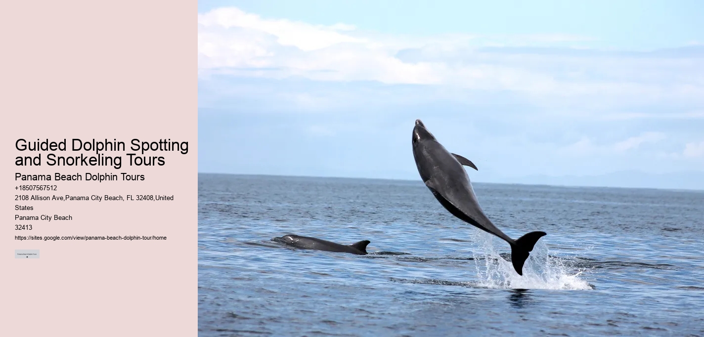 Beach Dolphin