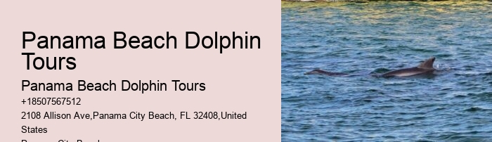 Premium Dolphin Expedition with Snorkeling