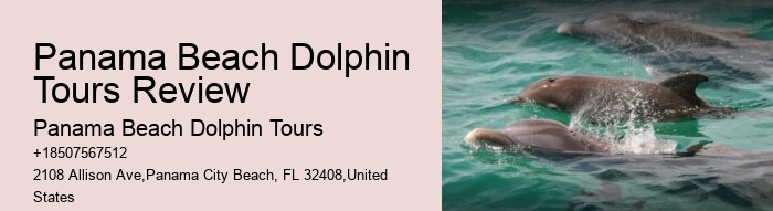 Guided Dolphin Safari with Snorkeling