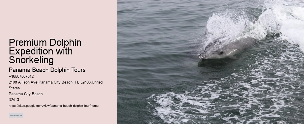 VIP Dolphin Safari with Snorkeling