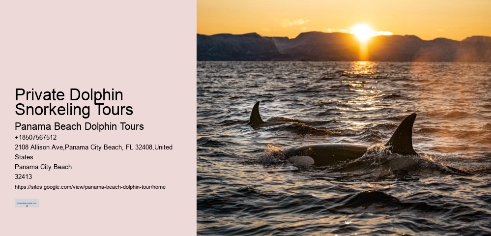 2-hour Private Miami Snorkeling And Dolphin Watching Tour