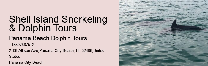 Guided dolphin tours in Panama City Beach