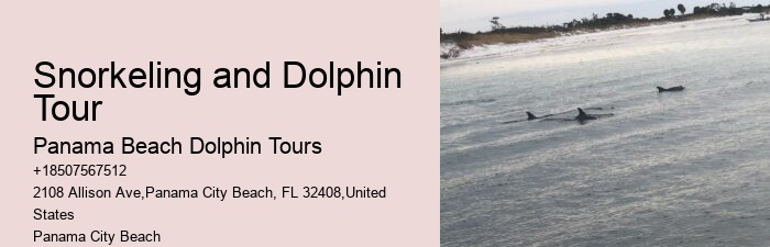 What Should You Know Before Swimming With Dolphins