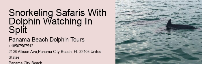 Dolphin Cruise