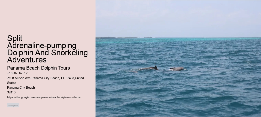 Split Adrenaline-pumping Dolphin And Snorkeling Adventures