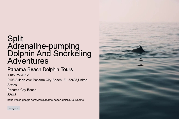 Is It Safe To Swim With Wild Dolphins