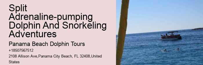 Split Private Charters For Dolphin And Snorkeling