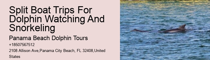 Dolphin And Snorkeling Tours In Panama City Beach