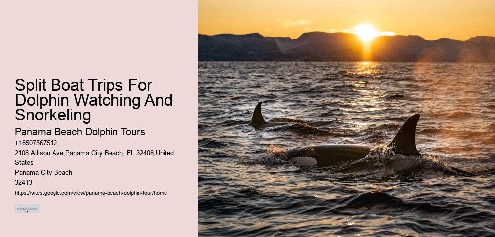 Are Dolphin Tours Safe For Dolphins