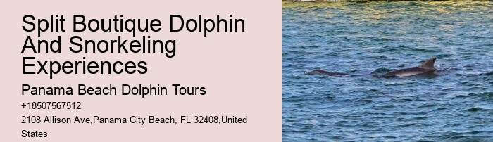 Exclusive Dolphin Discovery and Snorkeling Trips