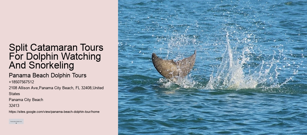 Dolphin tours at Panama City Beach