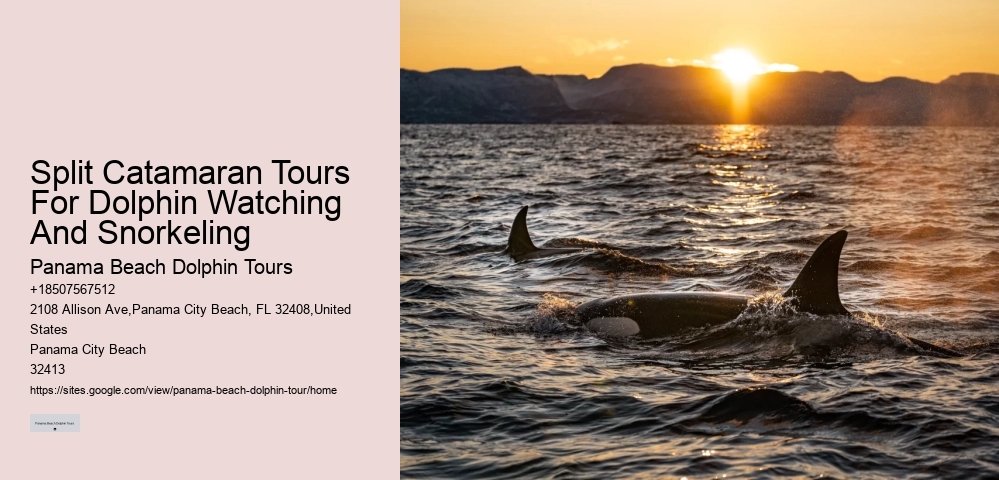 Panama City Beach eco-tours with dolphins