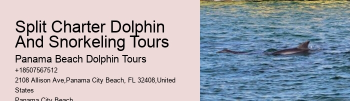 Individual Dolphin Watching with Snorkeling