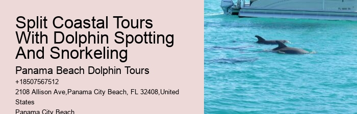 Best Time Of Year (And Day) To See Dolphins In Destin Florida