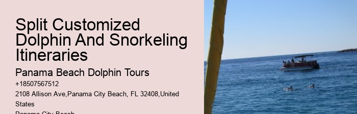 Elite Dolphin Spotting with Snorkeling