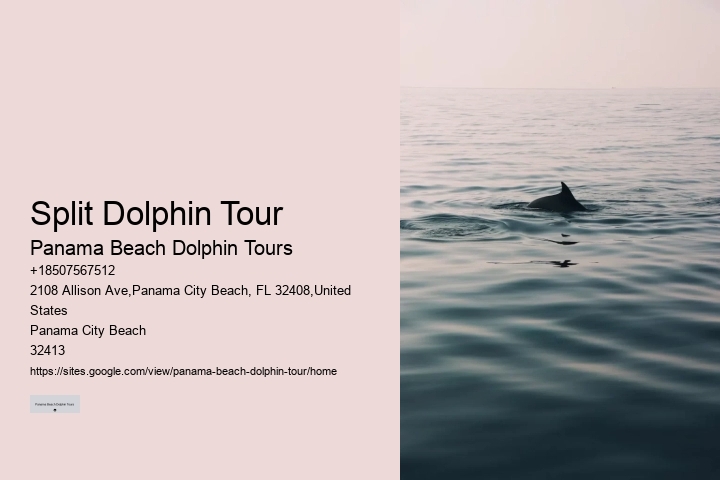 Appreciating Dolphins