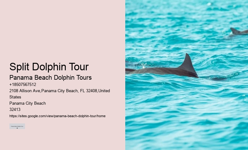 Do Dolphins Like To Play With Humans