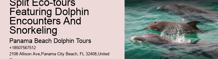 Dolphin Boat Cruises in Panama City Beach