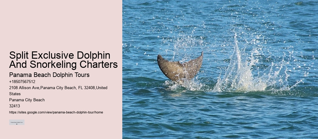 Panama City Beach dolphin viewing tours